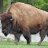 tatanka11