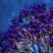 Flowers_for_Zoe